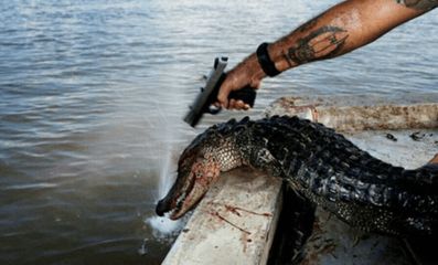 龍魚古典藍底長大是什么樣子，如何判斷一條龍魚是否已經(jīng)長成了古典藍底？ 水族問答