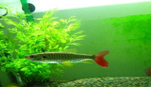 紅尾平克魚(yú)飼料選擇指南，紅尾平克魚(yú)繁殖期飼料推薦 觀賞魚(yú)市場(chǎng)（混養(yǎng)魚(yú)） 第2張