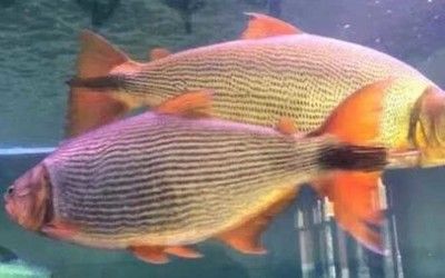 紅尾平克魚(yú)飼料選擇指南，紅尾平克魚(yú)繁殖期飼料推薦 觀賞魚(yú)市場(chǎng)（混養(yǎng)魚(yú)） 第3張