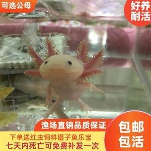 六角恐龍魚價(jià)位，六角恐龍魚市場(chǎng)價(jià)格趨勢(shì) 龍魚百科 第4張