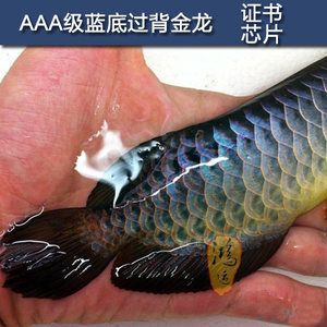 藍底過背金龍魚養(yǎng)護技巧，藍底過背金龍魚的養(yǎng)護技巧 觀賞魚市場（混養(yǎng)魚） 第1張