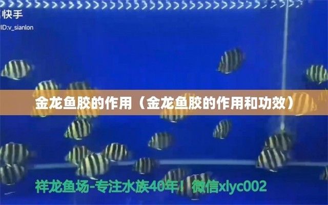 金龍魚魚膠和黃花魚魚膠的區(qū)別，金龍魚魚膠和黃花魚魚膠有什么區(qū)別？ 龍魚百科 第4張