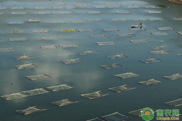 不同季節(jié)魚(yú)苗飼料調(diào)整，不同季節(jié)魚(yú)苗飼料的調(diào)整