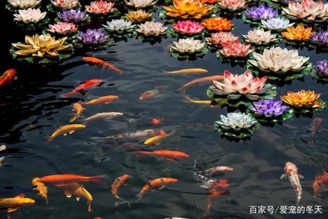 大正錦鯉魚適宜水溫范圍，大正錦鯉魚冬季養(yǎng)護(hù)技巧大正錦鯉魚夏季防暑措施 觀賞魚市場(chǎng)（混養(yǎng)魚） 第3張