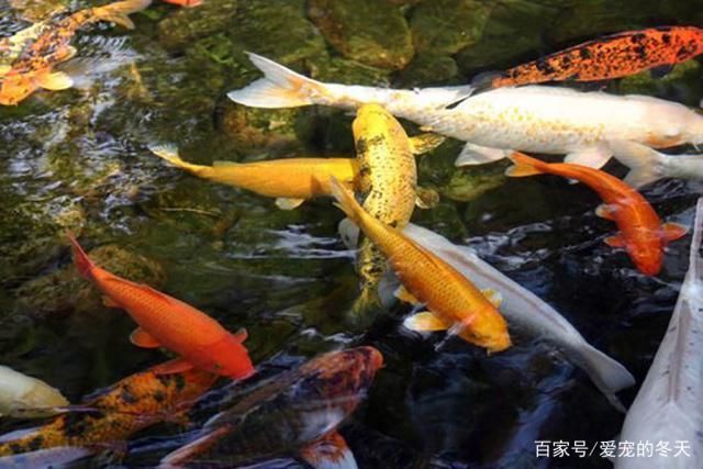 大正錦鯉魚適宜水溫范圍，大正錦鯉魚冬季養(yǎng)護(hù)技巧大正錦鯉魚夏季防暑措施 觀賞魚市場(chǎng)（混養(yǎng)魚） 第5張