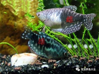 買龍魚怎么選品種呢，初學者適合養(yǎng)哪種龍魚,龍魚品種價格對比表,如何辨別龍魚健康狀態(tài) 龍魚百科 第5張