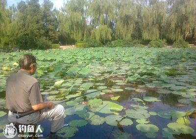 荷花塘垂釣最佳時機(jī)，夏季荷花塘垂釣的最佳時機(jī) 觀賞魚市場（混養(yǎng)魚） 第4張