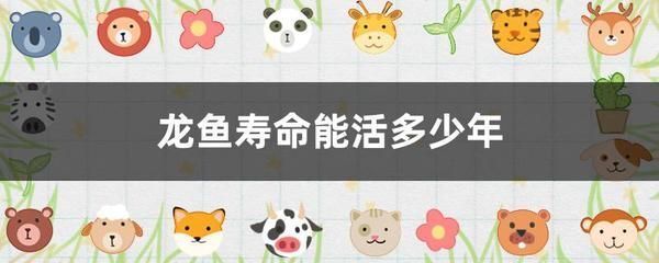 龍魚苗怎么養(yǎng)及喂養(yǎng)技巧圖解大全，養(yǎng)殖龍魚苗的養(yǎng)殖方法及喂養(yǎng)技巧及喂養(yǎng)技巧及喂養(yǎng)技巧 龍魚百科 第3張