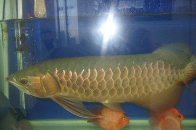 金龍魚(yú)怎么知道真假的，如何辨別金龍魚(yú)食用油的真?zhèn)?></a><h4 class=