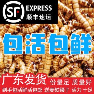 金龍魚最大能長多重，關(guān)于金龍魚的最大體重的一些詳細(xì)信息 龍魚百科 第2張