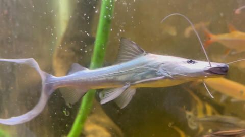 繁殖期月光鴨嘴魚飼料選擇，月光鴨嘴魚繁殖期飼料自制方法 觀賞魚市場（混養(yǎng)魚） 第3張