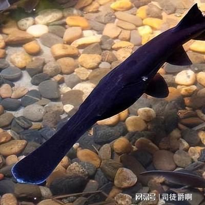 如何防治鴨嘴魚疾病，鴨嘴魚疾病的防治方法