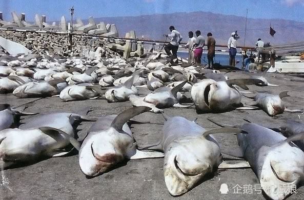 鴨嘴鯊魚的天敵有哪些，海豚被認(rèn)為是鯊魚的天敵之一海豚如何集體攻擊鯊魚 觀賞魚市場(chǎng)（混養(yǎng)魚） 第1張