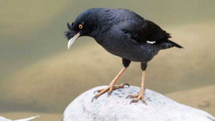 赤荔鳳冠魚繁殖期飼料選擇，赤荔鳳冠魚在繁殖期的飼料選擇對于確保其健康繁殖至關(guān)重要