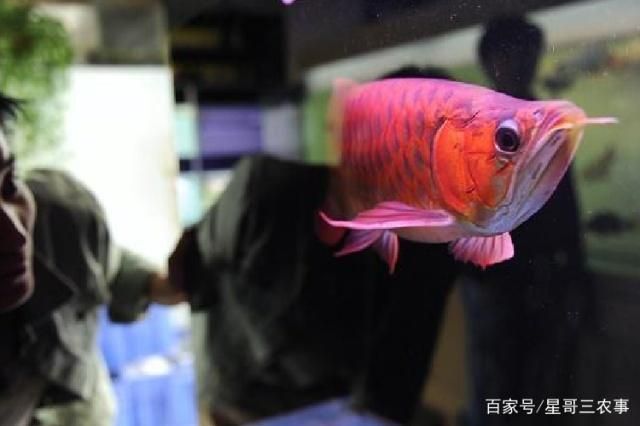 龍魚(yú)和金龍魚(yú)是一種魚(yú)嗎，金龍魚(yú)和龍魚(yú)有什么區(qū)別？ 龍魚(yú)百科 第5張