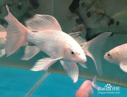 蝴蝶鯉幼魚飼料喂養(yǎng)技巧，蝴蝶鯉幼魚飼料喂養(yǎng)技巧：蝴蝶鯉幼魚的喂養(yǎng)技巧