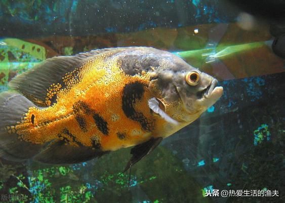 地圖魚繁殖期的特殊護(hù)理，地圖魚繁殖期水質(zhì)管理技巧 觀賞魚市場（混養(yǎng)魚） 第4張