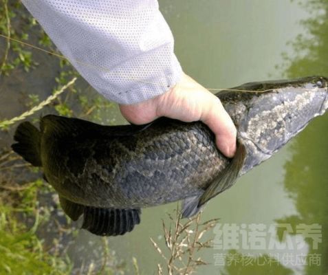 黑桃A魚水質(zhì)管理方法，黑桃a魚繁殖技術(shù)要點黑桃a魚混養(yǎng)搭配建議 觀賞魚市場（混養(yǎng)魚） 第5張