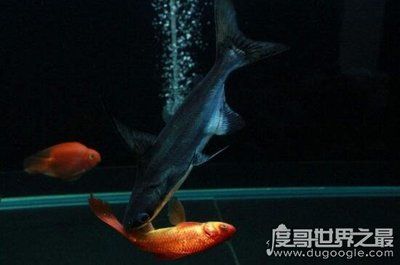 成吉思汗鯊與其他魚類混養(yǎng)指南，成吉思汗鯊與其他魚類混養(yǎng)水質(zhì)管理技巧成吉思汗鯊與其他魚類混養(yǎng) 觀賞魚市場（混養(yǎng)魚） 第2張