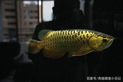 哪里買龍魚便宜又好，廣州花地灣龍魚市場攻略,拼多多龍魚飼養(yǎng)技巧 龍魚百科 第4張