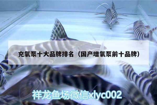 細(xì)線銀板魚(yú)苗飼料自制方法，細(xì)線銀板魚(yú)苗飼料營(yíng)養(yǎng)搭配