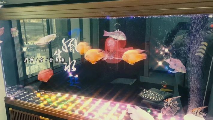 辦公室魚(yú)缸提升效率方法，辦公室魚(yú)缸如何擺放 觀賞魚(yú)市場(chǎng)（混養(yǎng)魚(yú)） 第2張