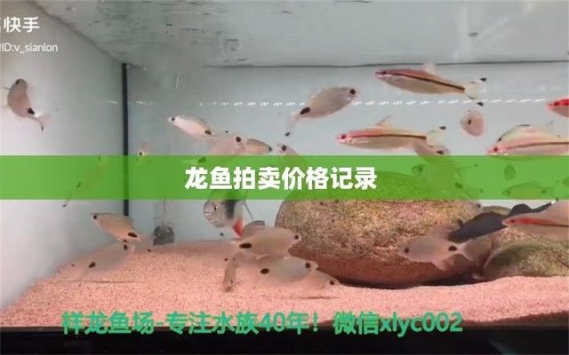 金龍魚拍賣成交記錄查詢，金龍魚拍賣成交記錄查詢是一項服務(wù) 觀賞魚市場（混養(yǎng)魚） 第4張