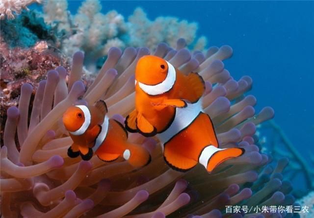 如何檢測水族箱硝酸鹽含量，檢測水族箱硝酸鹽含量的方法