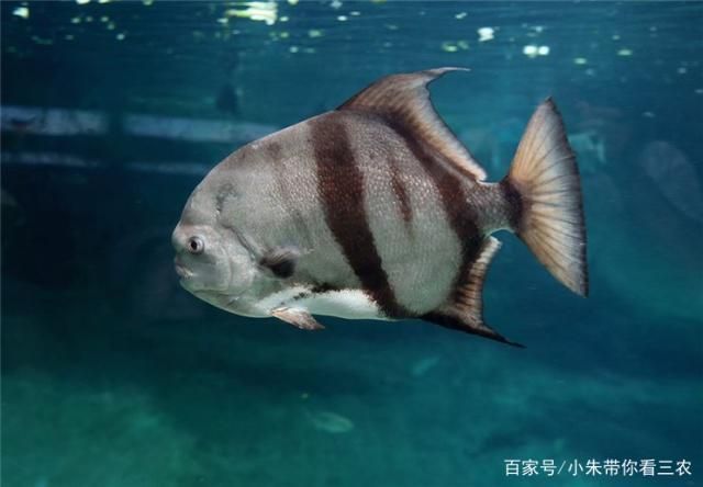 如何檢測(cè)水族箱硝酸鹽含量，檢測(cè)水族箱硝酸鹽含量的方法 觀(guān)賞魚(yú)市場(chǎng)（混養(yǎng)魚(yú)） 第3張