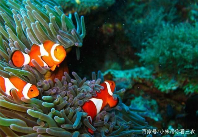 如何檢測(cè)水族箱硝酸鹽含量，檢測(cè)水族箱硝酸鹽含量的方法 觀(guān)賞魚(yú)市場(chǎng)（混養(yǎng)魚(yú)） 第2張