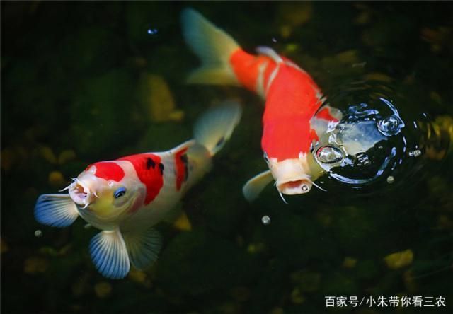 如何檢測(cè)水族箱硝酸鹽含量，檢測(cè)水族箱硝酸鹽含量的方法 觀(guān)賞魚(yú)市場(chǎng)（混養(yǎng)魚(yú)） 第4張