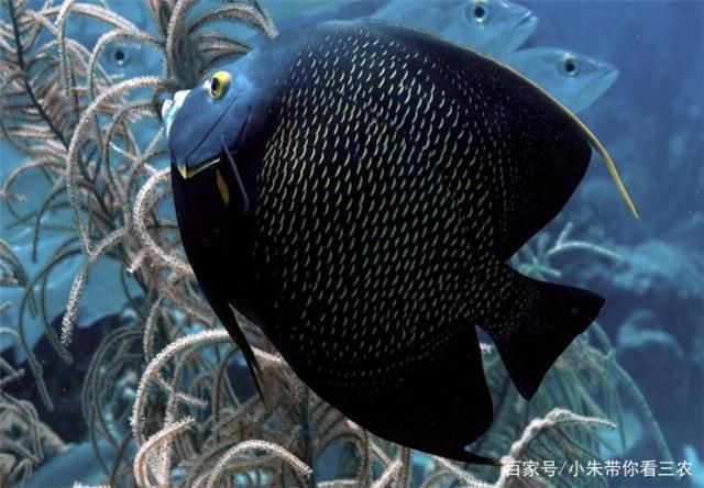 如何檢測(cè)水族箱硝酸鹽含量，檢測(cè)水族箱硝酸鹽含量的方法 觀(guān)賞魚(yú)市場(chǎng)（混養(yǎng)魚(yú)） 第5張