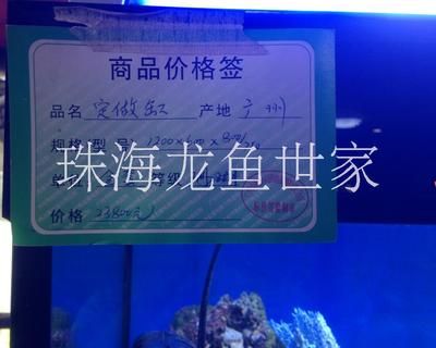 龍魚世家，廣州龍魚世家 龍魚百科 第3張