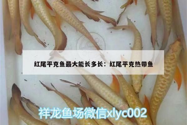 紅尾平克魚適宜的水草種類，紅尾平克魚適合的水草種類