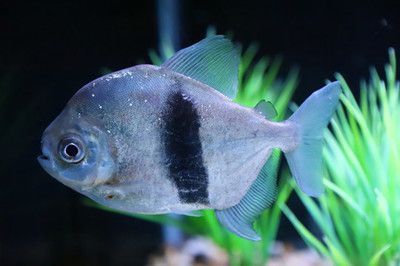 銀板魚繁殖期飼料選擇，銀板魚繁殖期飼料品牌推薦銀板魚繁殖期飼料投喂技巧 觀賞魚市場（混養(yǎng)魚） 第1張