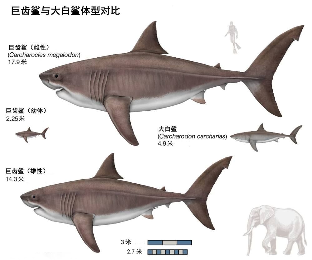 大白鯊幼體生長速度，關(guān)于大白鯊幼體的具體生長速度 觀賞魚市場（混養(yǎng)魚） 第1張