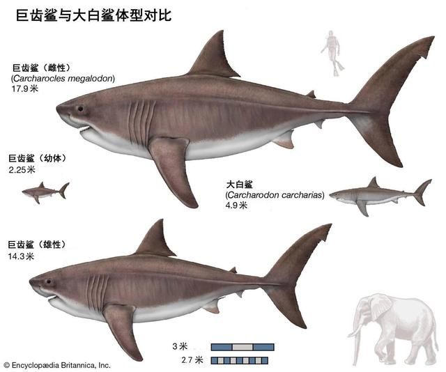 大白鯊幼體生長速度，關(guān)于大白鯊幼體的具體生長速度 觀賞魚市場（混養(yǎng)魚） 第3張