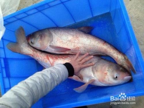 泰龐海鰱魚(yú)繁殖成功率提升方法，如何提高泰龐海鰱魚(yú)的繁殖成功率