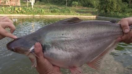 大白鯊魚苗的市場價格波動，大白鯊魚苗市場價格波動 觀賞魚市場（混養(yǎng)魚） 第3張