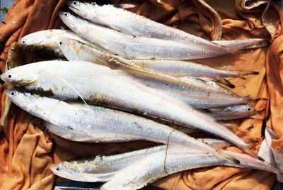 白子關(guān)刀魚繁殖期食物選擇，白子關(guān)刀魚繁殖期飼料搭配技巧 觀賞魚市場（混養(yǎng)魚） 第2張