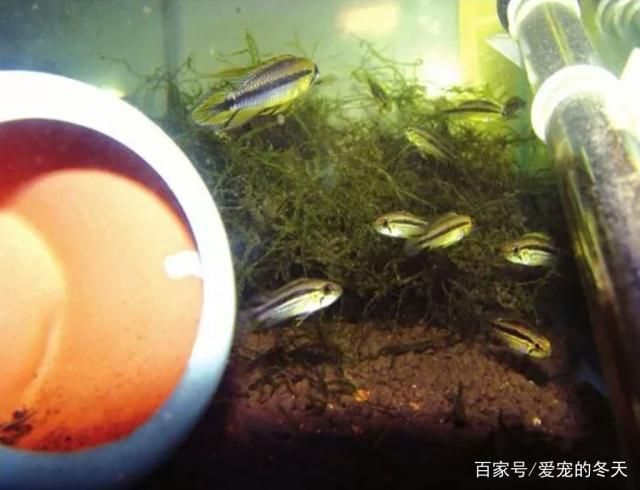 高背金龍魚(yú)用什么顏色的燈好看，為什么高背金龍魚(yú)喜歡在暗光環(huán)境中生活，應(yīng)該考慮哪些因素 水族問(wèn)答