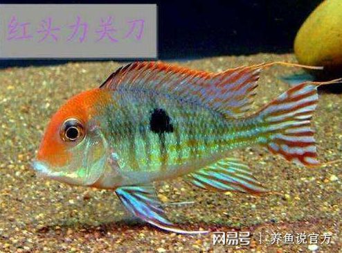 紅珍珠關(guān)刀魚掘砂習(xí)性解析，紅珍珠關(guān)刀魚在水族箱內(nèi)設(shè)置一些水草、石塊或其他隱蔽場(chǎng)所 觀賞魚市場(chǎng)（混養(yǎng)魚） 第2張