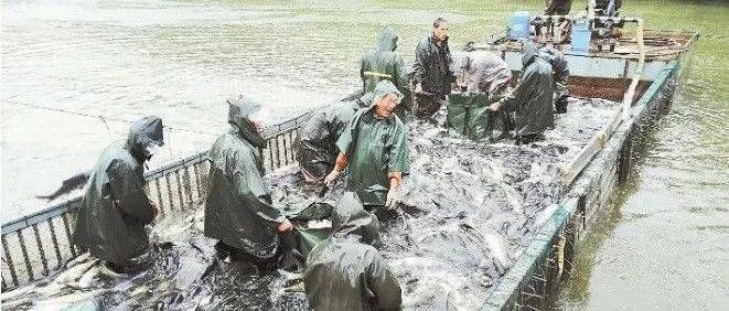 金龍魚(yú)過(guò)背好還是高背好啊視頻，金龍魚(yú)的背鰭形狀對(duì)釣魚(yú)效率和平衡有影響嗎 水族問(wèn)答