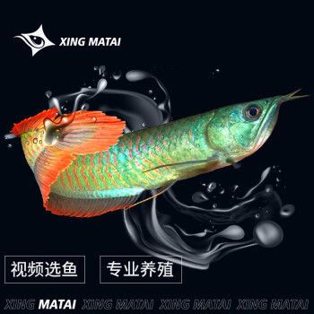 銀龍魚(yú)幼魚(yú)最佳飼料品牌，銀龍魚(yú)幼魚(yú)的最佳飼料 觀賞魚(yú)市場(chǎng)（混養(yǎng)魚(yú)） 第4張