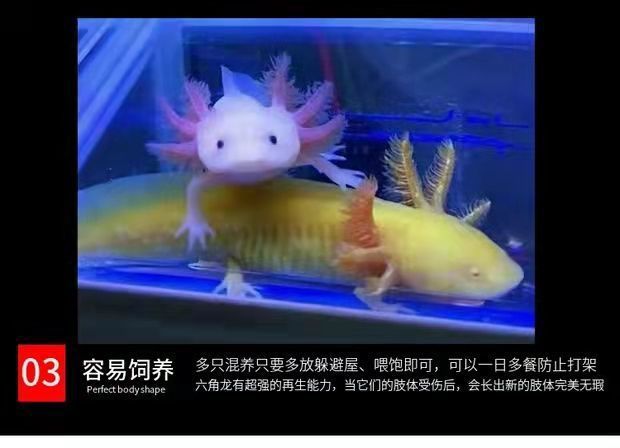 六角恐龍魚可以和金魚一起混養(yǎng)嗎，六角恐龍魚不建議與金魚一起混養(yǎng)六角恐龍魚攻擊行為 龍魚百科 第4張