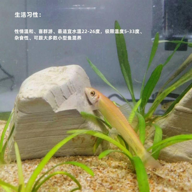 三間鼠魚苗適宜水溫范圍，三間鼠魚苗飼料選擇指南 觀賞魚市場（混養(yǎng)魚） 第5張