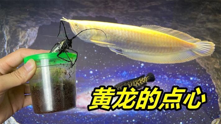 龍魚吃昆蟲，龍魚可以吃多種昆蟲類食物