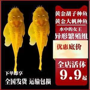 女王大帆魚繁殖后水質(zhì)維護(hù)技巧，女王大帆魚繁殖后的水質(zhì)維護(hù)技巧和技巧和技巧 觀賞魚市場（混養(yǎng)魚） 第2張