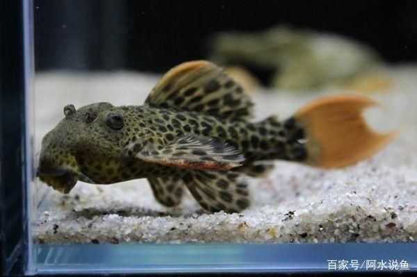 異型魚品種比較，異型魚生活習(xí)性 觀賞魚市場（混養(yǎng)魚） 第3張