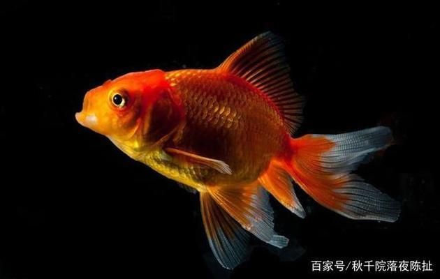 金龍魚好養(yǎng)不好養(yǎng)怎么辦呢，養(yǎng)殖金龍魚需要注意水質管理、水質管理、水質管理措施 龍魚百科 第4張